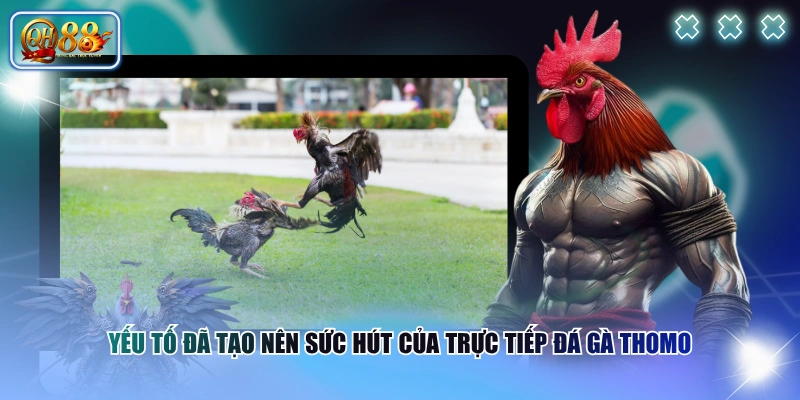 Yếu tố đã tạo nên sức hút của trực tiếp đá gà Thomo
